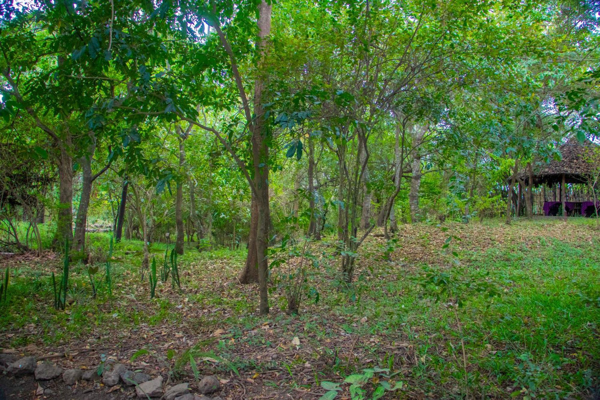 Shamba Hostel Usa River Εξωτερικό φωτογραφία